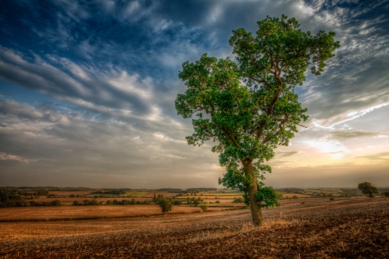 A lone tree in the British countryside